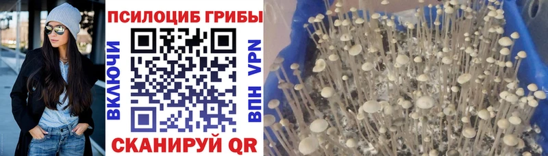 Псилоцибиновые грибы MAGIC MUSHROOMS  наркота  Юрьев-Польский 